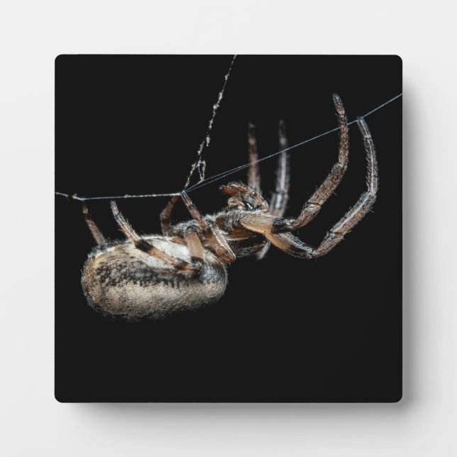 Placa Expositora Spider En La Web (Frente)