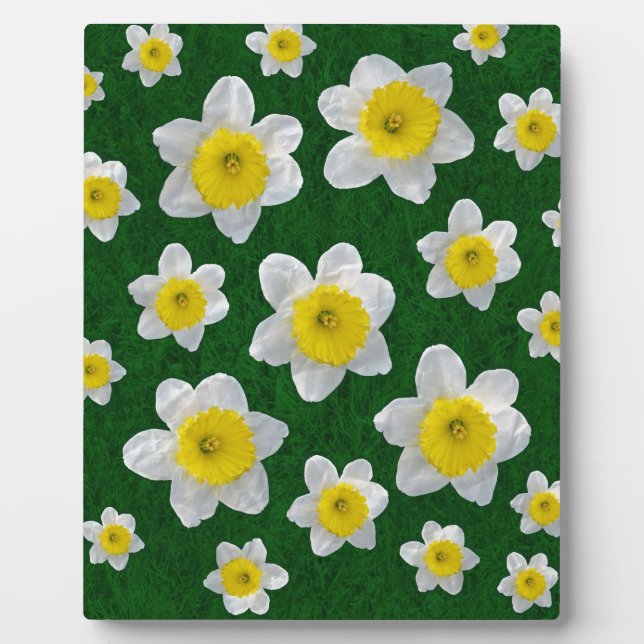 Placa Expositora Spring Daffodils (Frente)