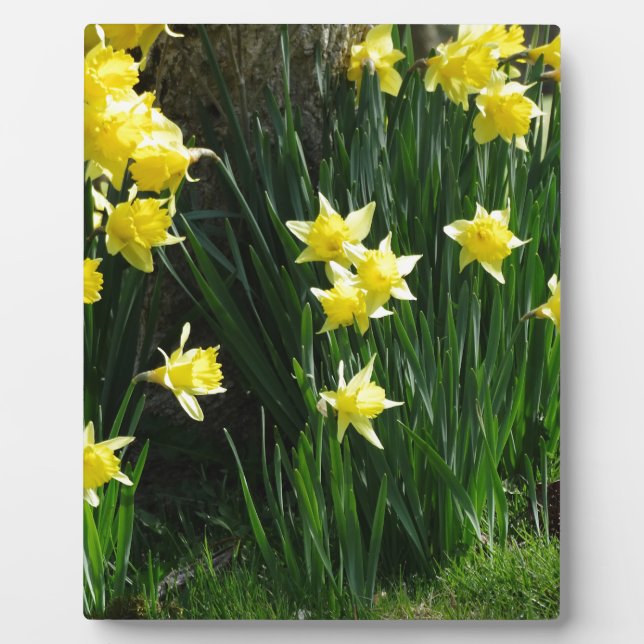 Placa Expositora Spring Daffodils (Frente)