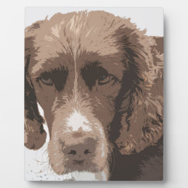 Placa Expositora Springer inglesa