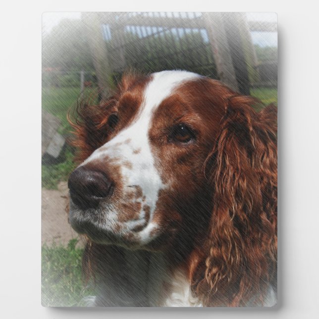 Placa Expositora Springer Spaniel Dog Art (Frente)