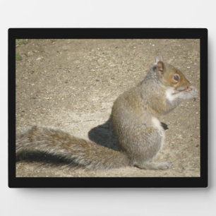 Placa Expositora Squirrel Hungry Horatio Plaque