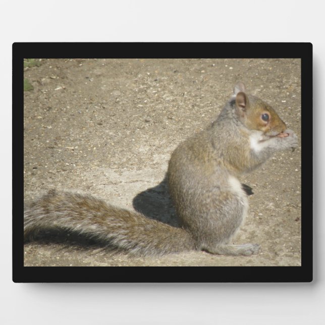 Placa Expositora Squirrel Hungry Horatio Plaque (Frente)