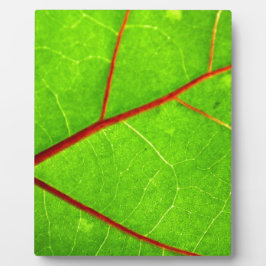 Placa Expositora St Thomas 1