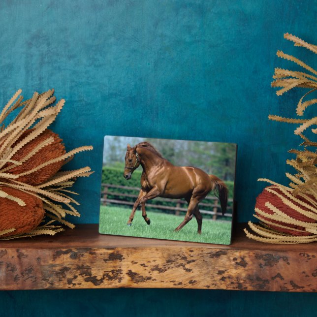 Placa Expositora Stallion arado, Irlanda (Lado)