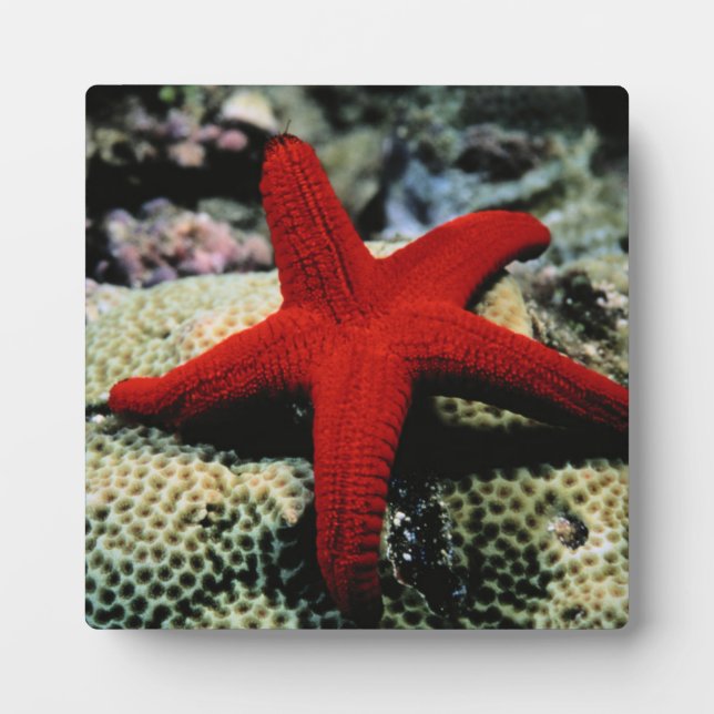 Placa Expositora Star Fish | Mar Rojo (Frente)