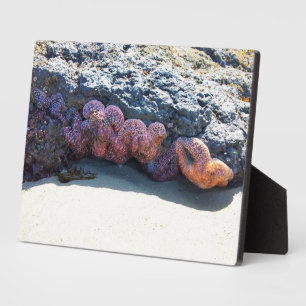 Placa Expositora Starfish colorido en Bob Creek, OR