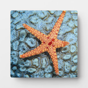 Placa Expositora Starfish En Un Coral Con Polillas