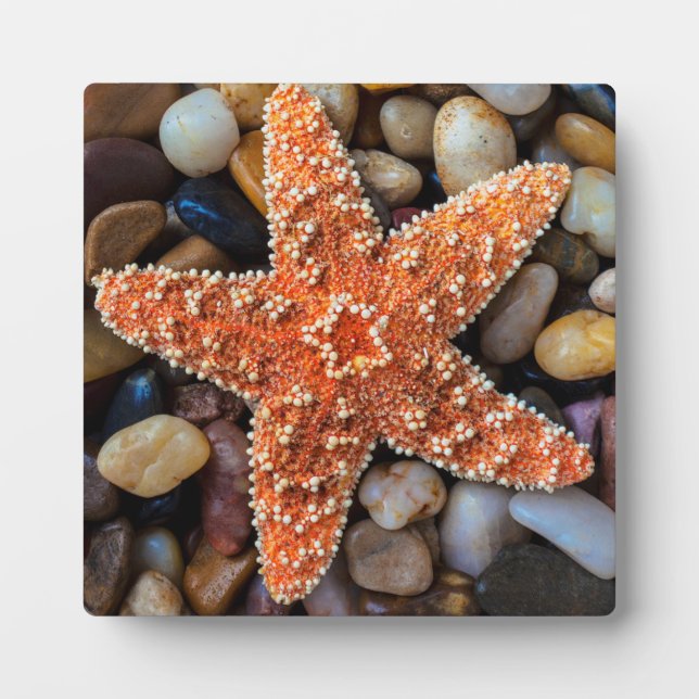 Placa Expositora Starfish On Rocks (Frente)