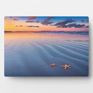 Placa Expositora Starfish On Sand