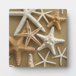 Placa Expositora Starfish On The Sand