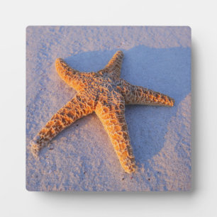 Placa Expositora Starfish On White Sand