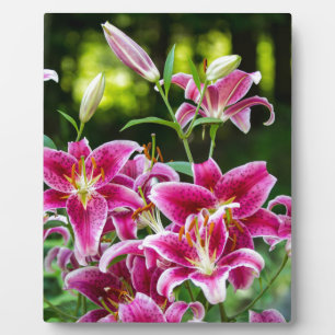 Placa Expositora Stargazer Lilies