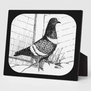 Placa Expositora Starling Pigeon 1973