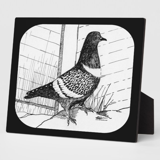 Placa Expositora Starling Pigeon 1973 (Lado)