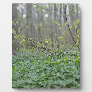 Placa Expositora Suelo del bosque de los Cárpatos Rumania Fotografí