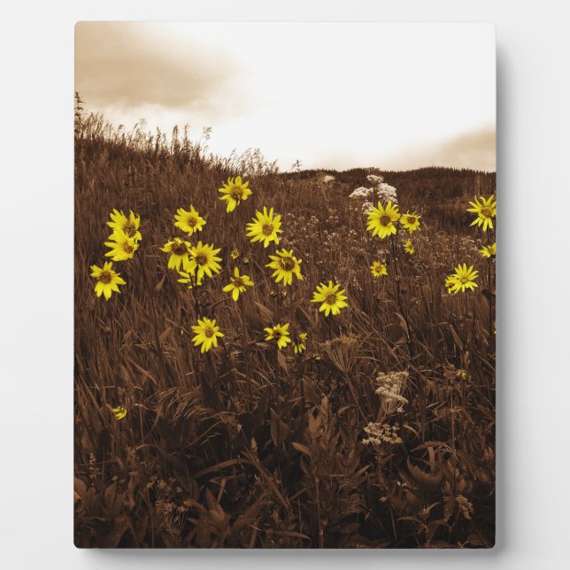 Placa Expositora Sunflower (Frente)