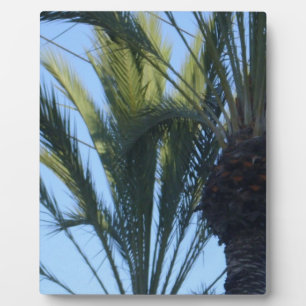 Placa Expositora Sunny Palm Trees California Vacation