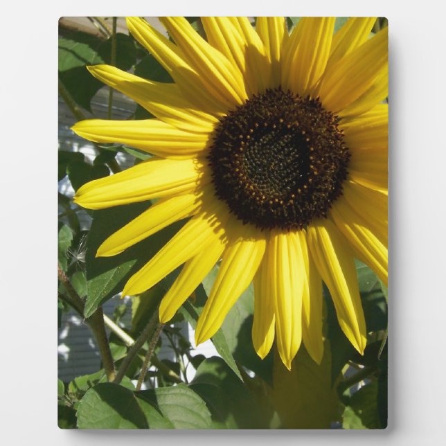Placa Expositora Sunshine Sunflower (Frente)