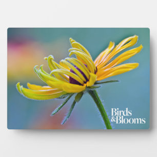 Placa Expositora Susan de ojos negros