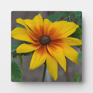 Placa Expositora Susan Plaque