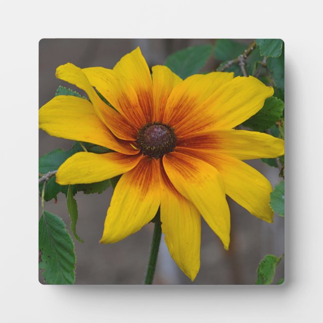 Placa Expositora Susan Plaque (Frente)