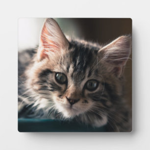 Placa Expositora Sweet Tabby
