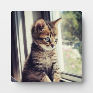 Placa Expositora Tabby Kitten Watching