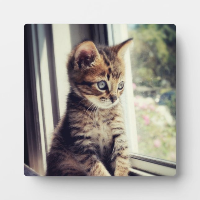 Placa Expositora Tabby Kitten Watching (Frente)