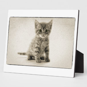 Placa Expositora Tabby Kitty