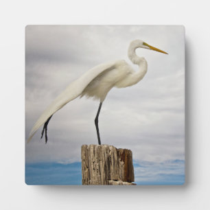 Placa Expositora Talented Egret   Fort Myers Beach, Florida