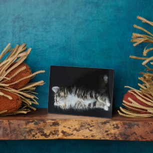 Placa Expositora Tall Tabby