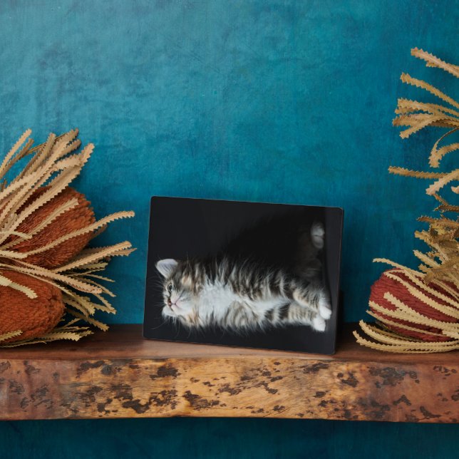 Placa Expositora Tall Tabby (Lado)