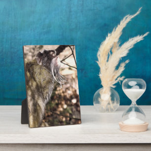 PLACA EXPOSITORA TAMARIN MONKEY