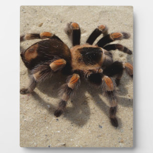 Placa Expositora Tarantula brachypelma rodilla roja venenosa