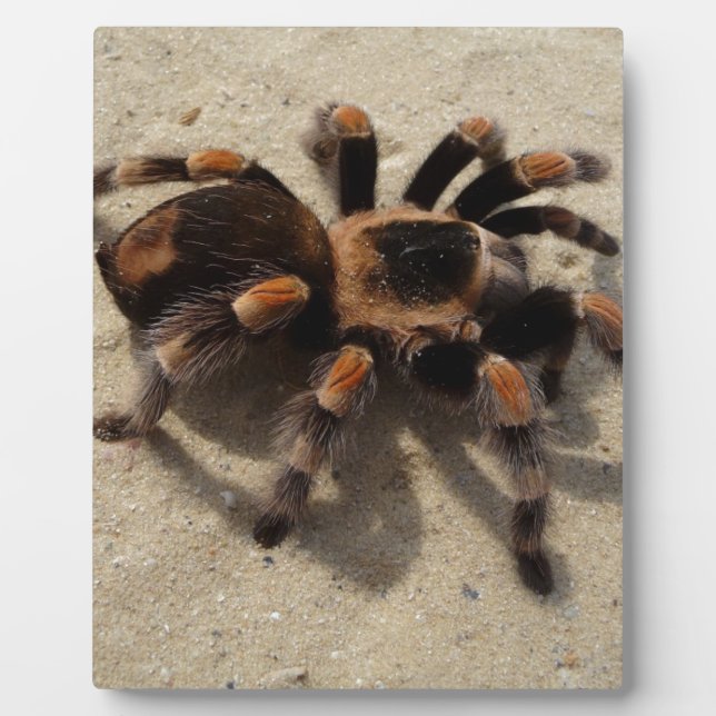 Placa Expositora Tarantula brachypelma rodilla roja venenosa (Frente)