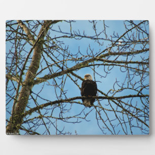 Placa Expositora Te estoy vigilando