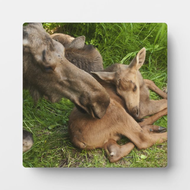 Placa Expositora Tender Mother Moose (Frente)