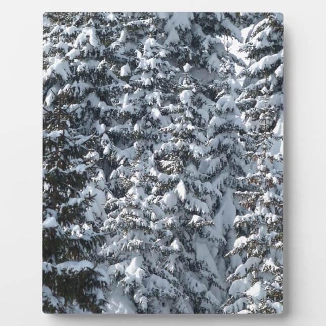 Placa Expositora Textura de árbol de flor de nieve (Frente)