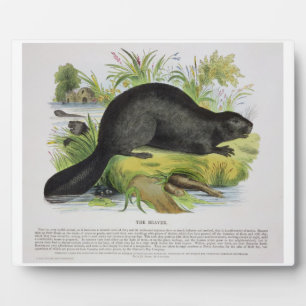 Placa Expositora The Beaver, un pub de ilustraciones educativos. po