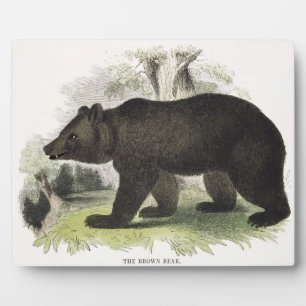 Placa Expositora The Brown Bear, pub de ilustracion educativo.