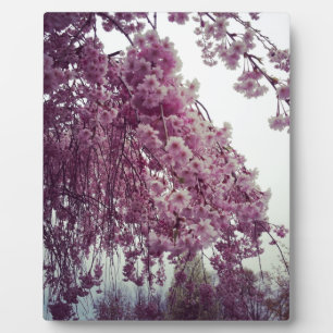 Placa Expositora Tiempo de primavera