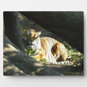 Placa Expositora Tiger Catnap