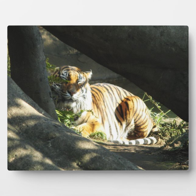 Placa Expositora Tiger Catnap (Frente)