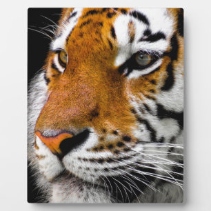 Placa Expositora Tigre