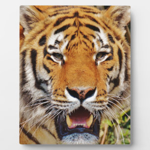 Placa Expositora Tigre