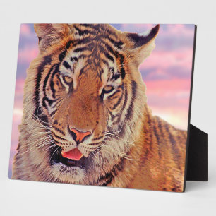 Placa Expositora Tigre somnoliento -