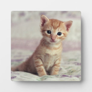Placa Expositora Tiny Ginger Kitten