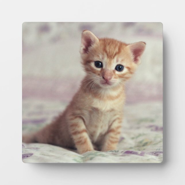 Placa Expositora Tiny Ginger Kitten (Frente)
