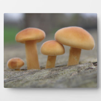 Placa Expositora Toadstoides pequeños Macro Plaque